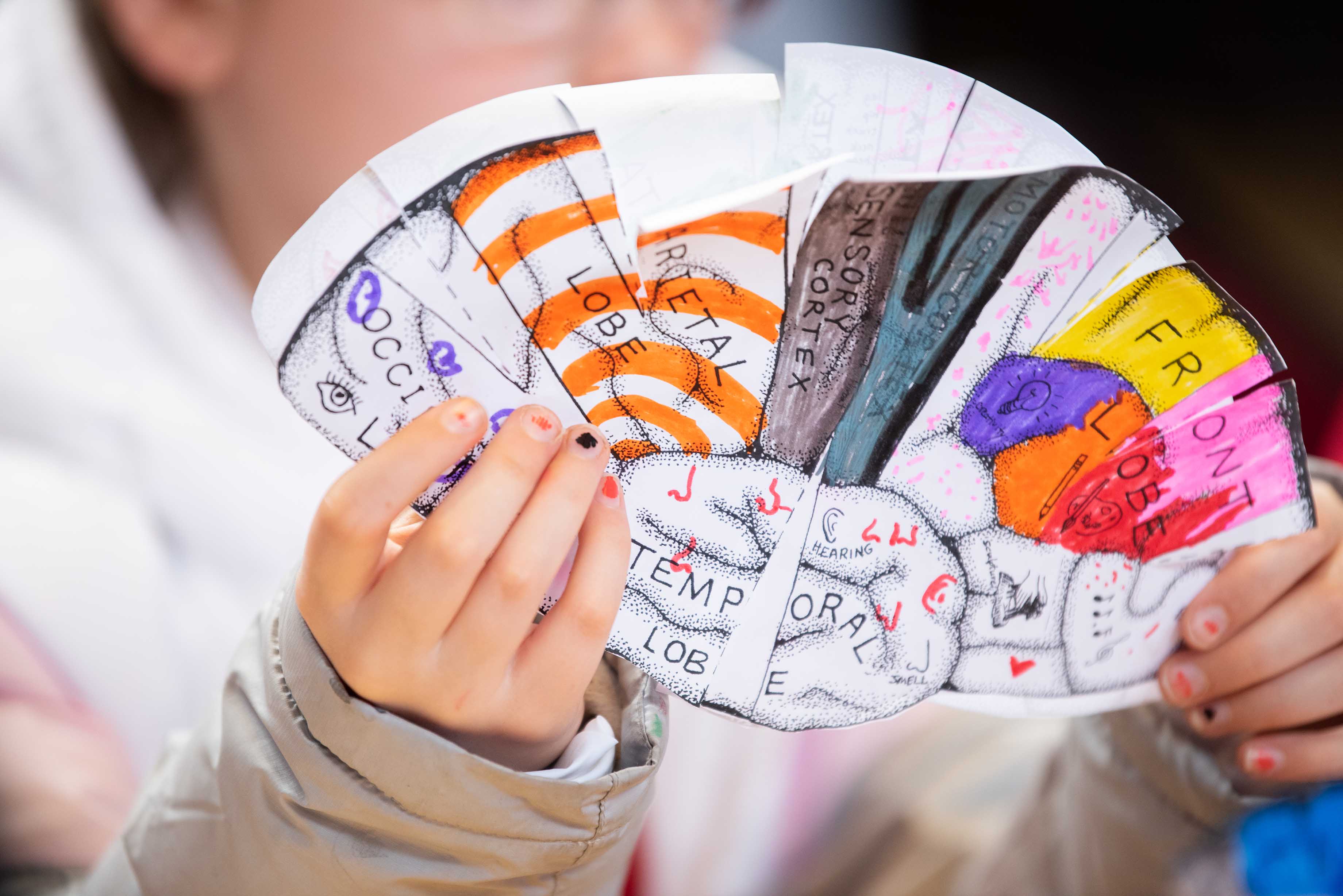 Colouring a brain cut-out